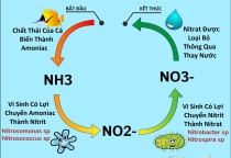 Vi khuẩn Nitrat hóa ngoài Nitrosomonas, Nitrobacter còn những chủng nào?