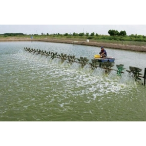 ĐẦM NUÔI TÔM ỨNG DỤNG SẢN PHẨM BIO TREE GO  CỦA MINH PHONG