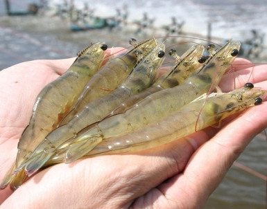 10 lưu ý khi nuôi Tôm 