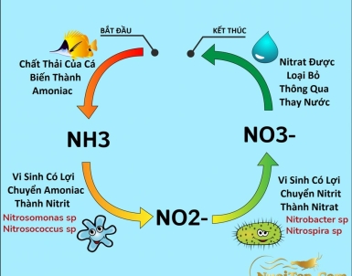 Vi khuẩn Nitrat hóa ngoài Nitrosomonas, Nitrobacter còn những chủng nào?