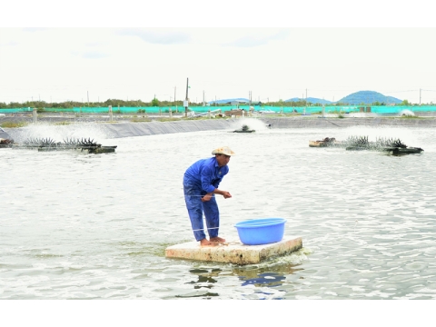 ĐẦM NUÔI TÔM ỨNG DỤNG SẢN PHẨM BIO TREE GO  CỦA MINH PHONG